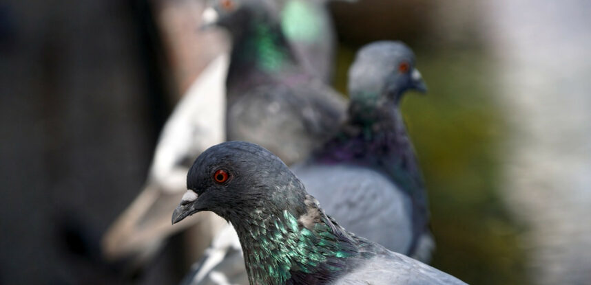 Lutter efficacement contre les nuisances des pigeons grâce au dépigeonnage professionnel